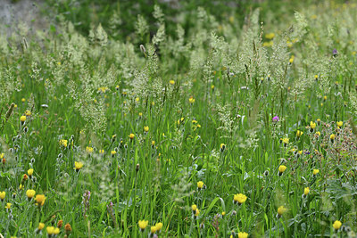 BUITEN BEELD Foto: 346215