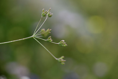 BUITEN BEELD Foto: 346253
