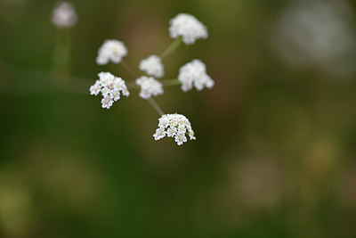 BUITEN BEELD Foto: 346255