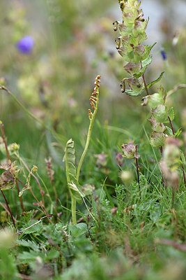 BUITEN BEELD Foto: 346257