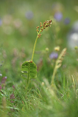 BUITEN BEELD Foto: 346263