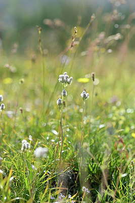 BUITEN BEELD Foto: 346278