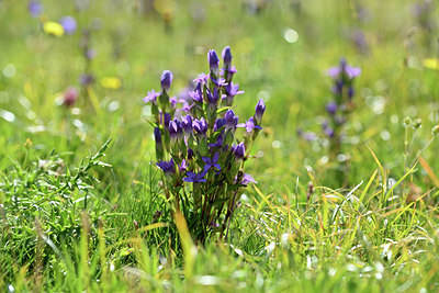 BUITEN BEELD Foto: 346280