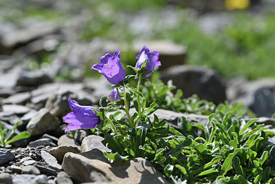 BUITEN BEELD Foto: 346288