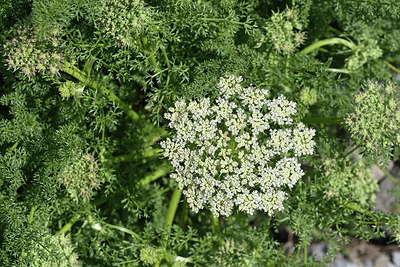 BUITEN BEELD Foto: 346291