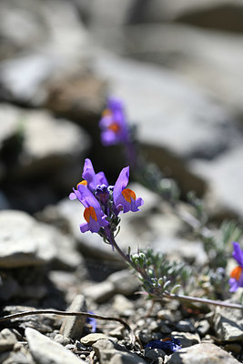 BUITEN BEELD Foto: 346297