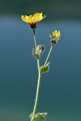 BUITEN BEELD Foto: 346299