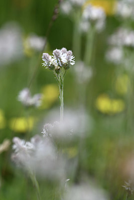 BUITEN BEELD Foto: 346311