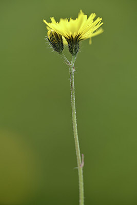 BUITEN BEELD Foto: 346314