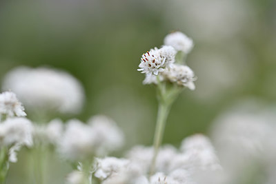 BUITEN BEELD Foto: 346315