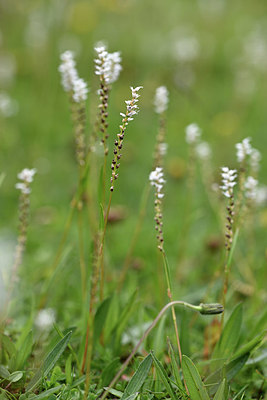 BUITEN BEELD Foto: 346316