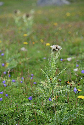 BUITEN BEELD Foto: 346326