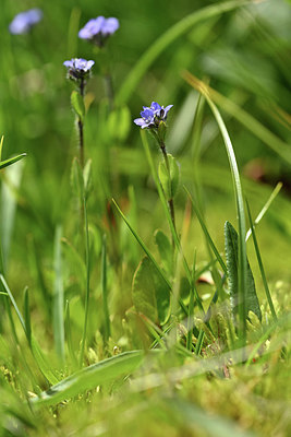 BUITEN BEELD Foto: 346344