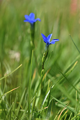 BUITEN BEELD Foto: 346345