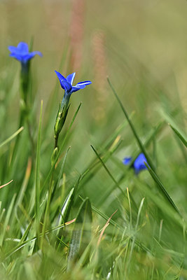 BUITEN BEELD Foto: 346346