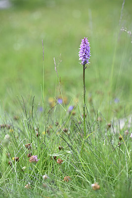 BUITEN BEELD Foto: 346358