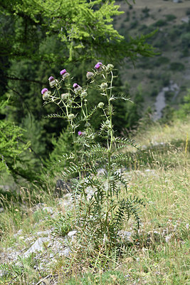 BUITEN BEELD Foto: 346366