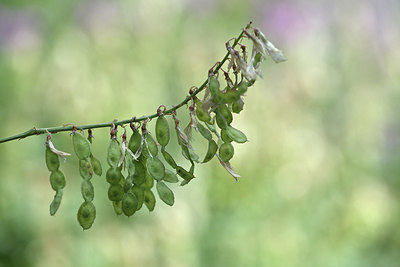 BUITEN BEELD Foto: 346371