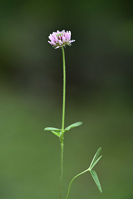 BUITEN BEELD Foto: 346378