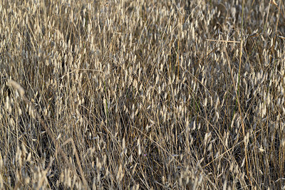 BUITEN BEELD Foto: 346387