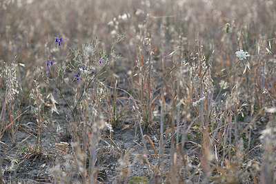 BUITEN BEELD Foto: 346395