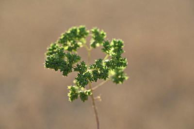 BUITEN BEELD Foto: 346402