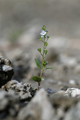 BUITEN BEELD Foto: 346422