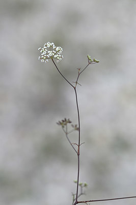 BUITEN BEELD Foto: 346433