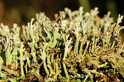BUITEN BEELD Foto: 346443