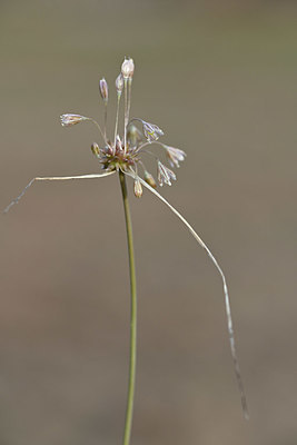 BUITEN BEELD Foto: 346446