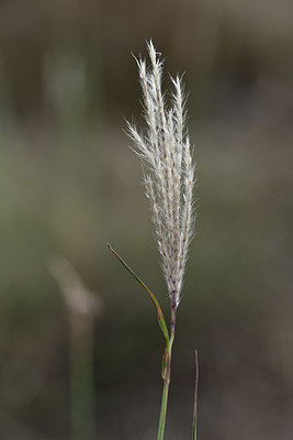 BUITEN BEELD Foto: 346459