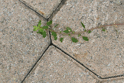 BUITEN BEELD Foto: 346498