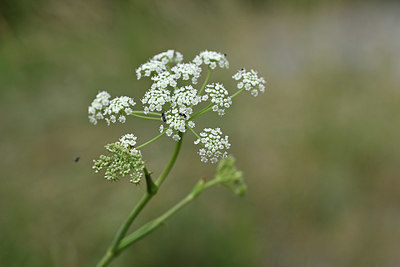 BUITEN BEELD Foto: 346504