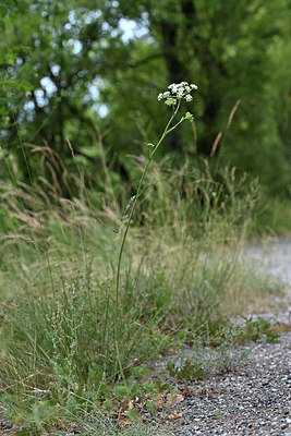 BUITEN BEELD Foto: 346506