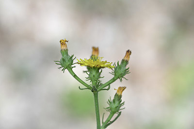 BUITEN BEELD Foto: 346517