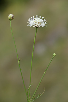 BUITEN BEELD Foto: 346519