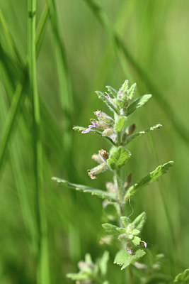 BUITEN BEELD Foto: 346534