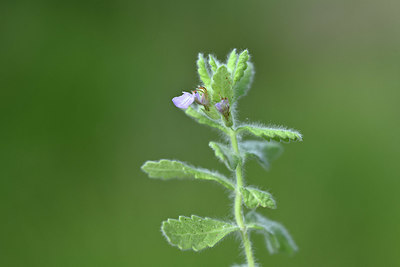BUITEN BEELD Foto: 346538