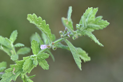 BUITEN BEELD Foto: 346547