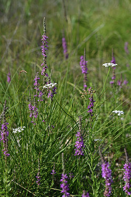 BUITEN BEELD Foto: 346558