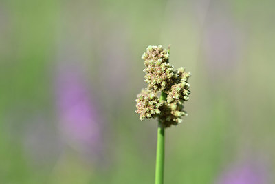 BUITEN BEELD Foto: 346560