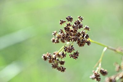 BUITEN BEELD Foto: 346566