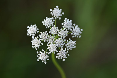 BUITEN BEELD Foto: 346568