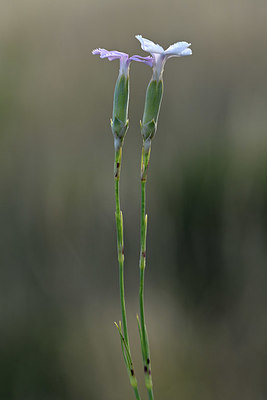 BUITEN BEELD Foto: 346569