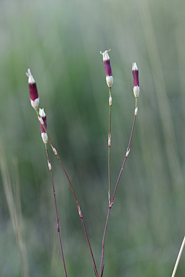 BUITEN BEELD Foto: 346570