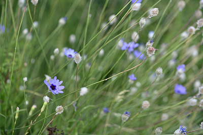 BUITEN BEELD Foto: 346571