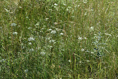 BUITEN BEELD Foto: 346577