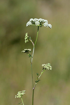 BUITEN BEELD Foto: 346578