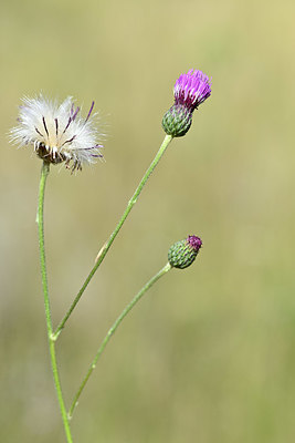 BUITEN BEELD Foto: 346581