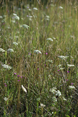 BUITEN BEELD Foto: 346584